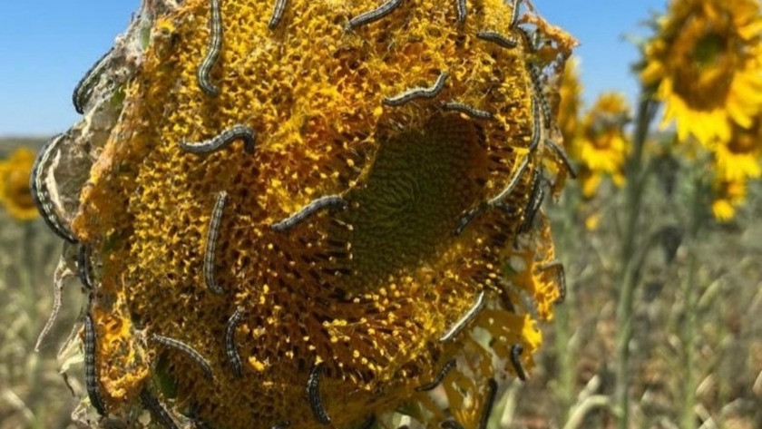 Marmarada ayçiçeği tarlalarında 'çayır tırtılı' istilası
