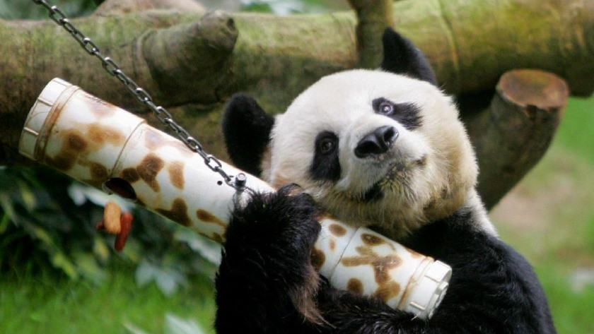 Dünyanın en yaşlı erkek pandası hayatını kaybetti!