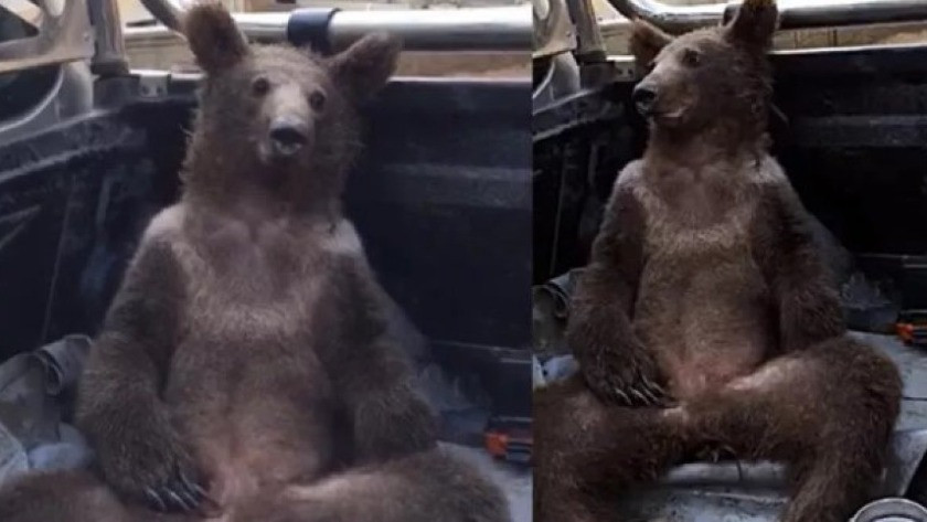 Düzce'de bal komasına giren ayı doğal ortamına bırakıldı!