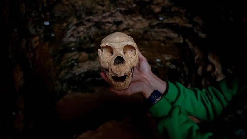Bilim insanlarını heyecanlandıran keşif! En eski insan fosili bulundu!