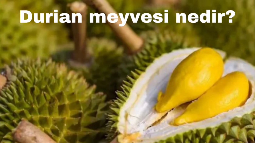 Durian meyvesi nedir, nerede yetişir? Durian meyvesi yasak mı?