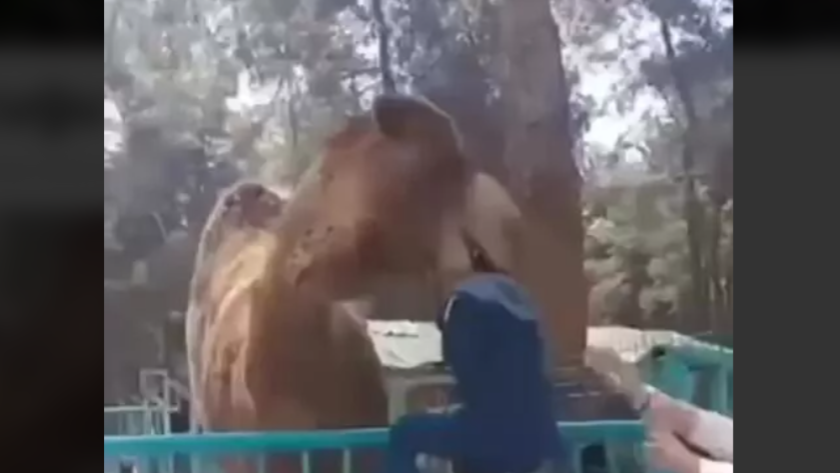 Hayvanat bahçesinde dehşet anları