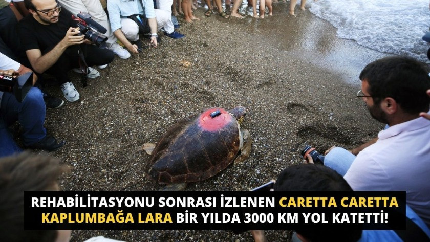 İzlenen Caretta Caretta kaplumbağa Lara bir yılda 3000 km yol katetti!