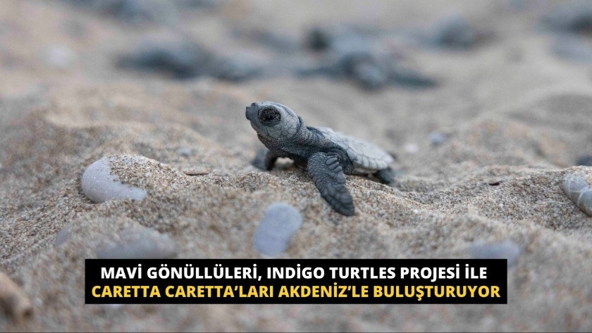 Indigo Turtles projesi ile Caretta Caretta’ları Akdeniz’le buluşuyor