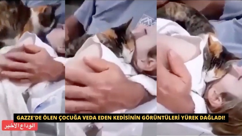 Gazze'de ölen çocuğa veda eden kedisinin görüntüleri yürek dağladı!