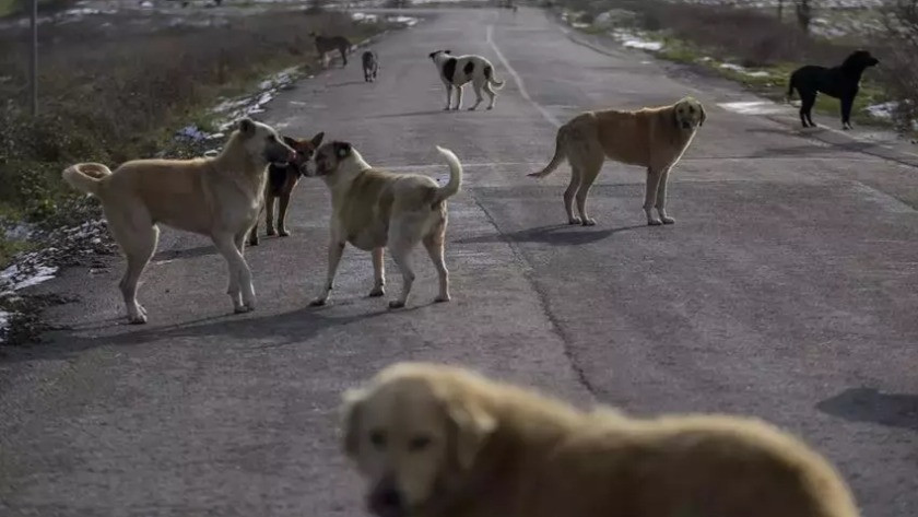 Sokak köpekleri yasası ne zaman çıkacak?