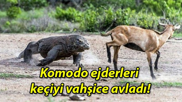 Komodo ejderleri keçiyi vahşice avladı - Sayfa 1