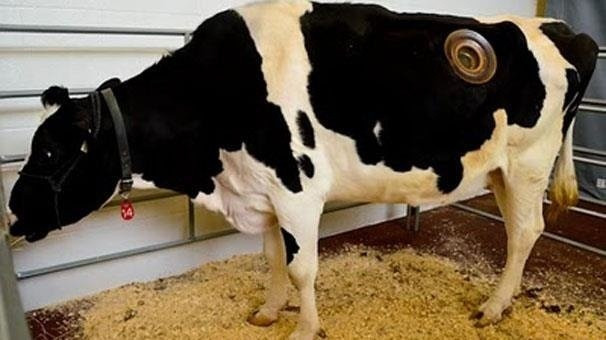 İnanılmaz Vahşet! Birkaç litre fazla süt için ineklere yaptıklarına bakın - Sayfa 2