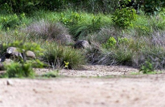 Komodo ejderleri keçiyi vahşice avladı - Sayfa 4