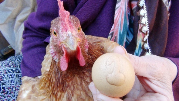 Görenler inanamadı! Bu yumurta bin lira VİDEO İZLE - Sayfa 2
