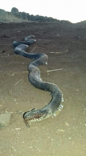 Şok eden olay! Diyarbakır’da köyü 5 metrelik yılanlar bastı - Sayfa 3
