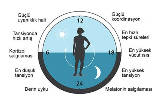 İnsan vücudunun Biyolojik saati keşfedildi! - Sayfa 4