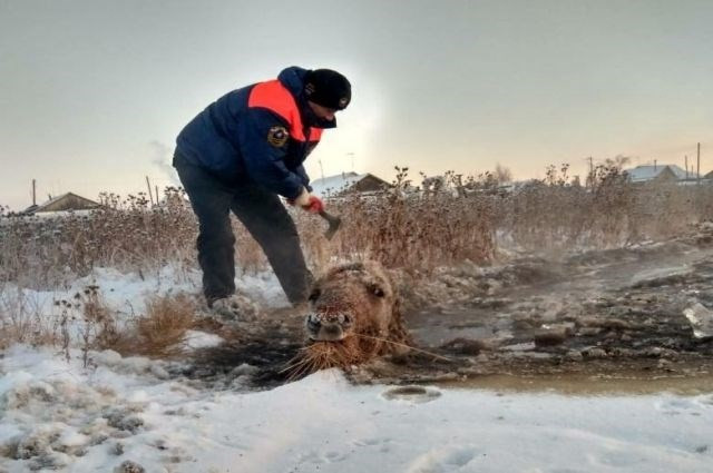 Dünyanın en soğuk yeri Yakutsk'da at donmak üzereyken kurtarıldı - Sayfa 1