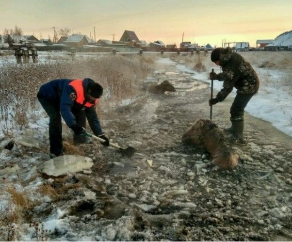 Dünyanın en soğuk yeri Yakutsk'da at donmak üzereyken kurtarıldı - Sayfa 2