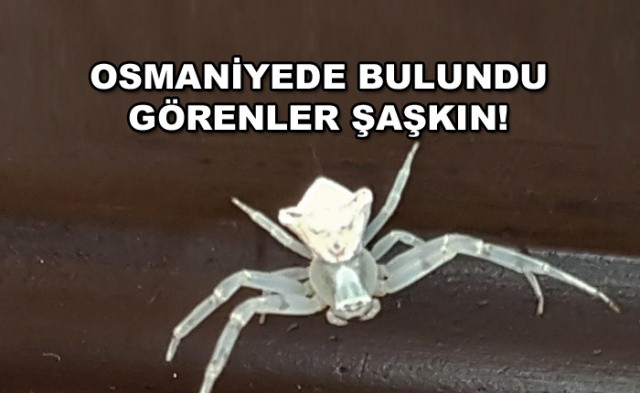 Osmaniye'de bulunan insan yüzlü örümcek hayrete düşürdü! - Sayfa 1