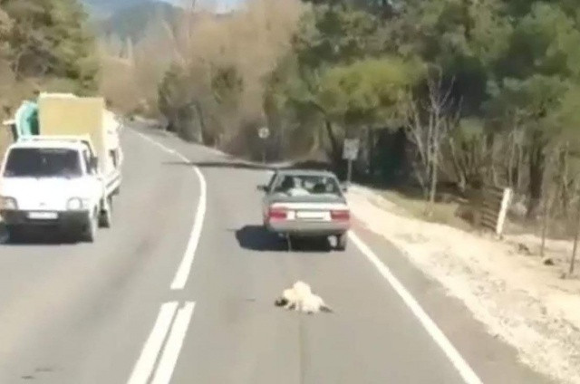 İzmir'de hayvana işkence! Köpeği böyle otomobille sürükledi - Sayfa 1