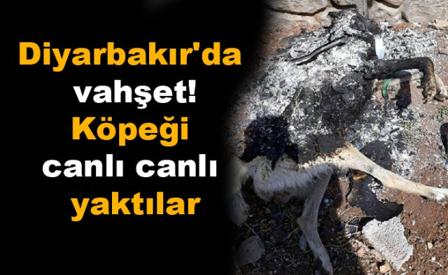 Diyarbakır'da vahşet! Köpeği canlı canlı yaktılar! - Sayfa 1