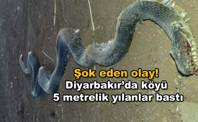Şok eden olay! Diyarbakır’da köyü 5 metrelik yılanlar bastı - Sayfa 1