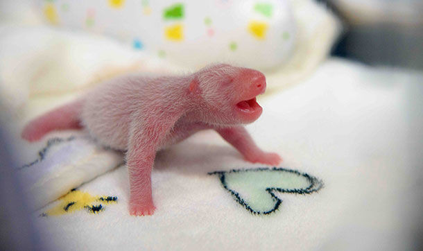 Makao'nun ilk bebek pandaları ikiz doğdu