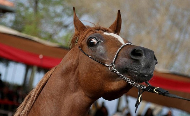 Atlar görsel ve fiziksel işaretlerle insanlardan yardım istiyor
