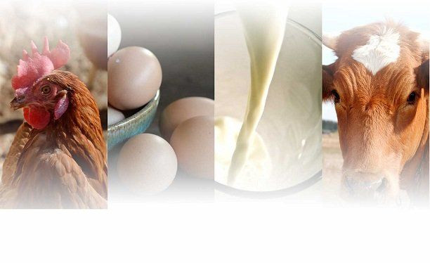 Süt ve yumurta üretimi Ekim'de arttı!