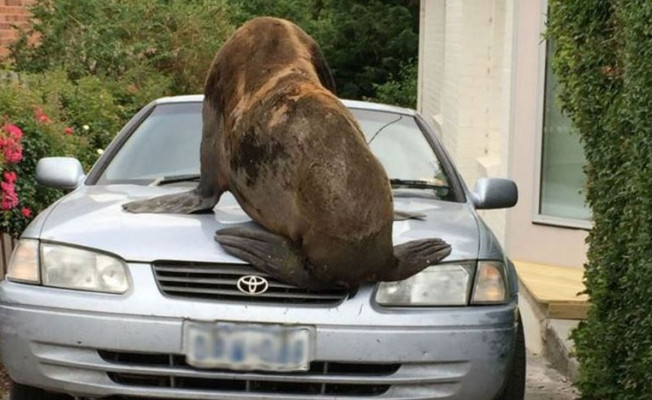 Tazmanya’da dev fok balığı arabayı ezdi