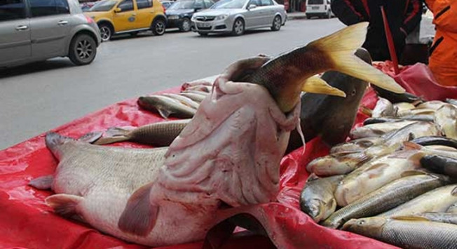 Erzincan'da yakalanan turna balıkları ilgi gördü