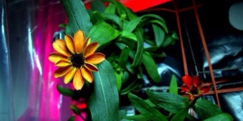 Uzay'da yetişen ilk çiçek