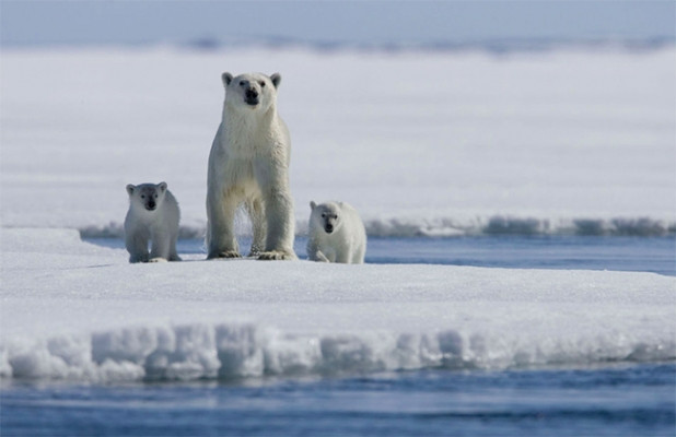 27 Şubat Dünya Kutup Ayıları Günü! İşte Kutup Ayılarının dünyası
