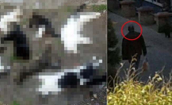 Alanya'daki kedi ölümlerine ilişkin bir Rus vatandaşı gözaltında