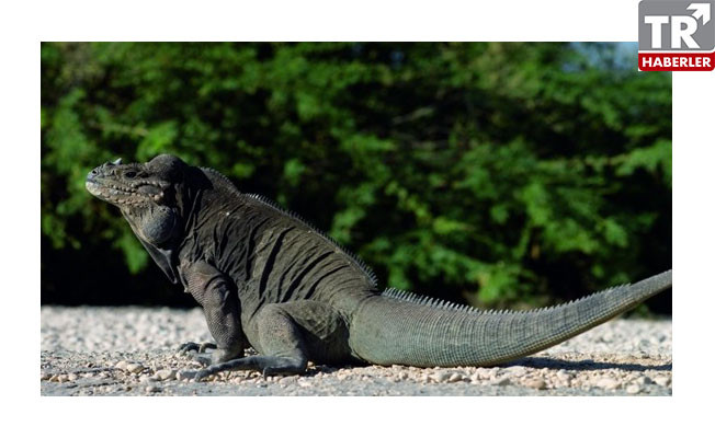 Komodo ejderinin kanında bulunan antibiyotiğin faydaları saymakla bitmiyor
