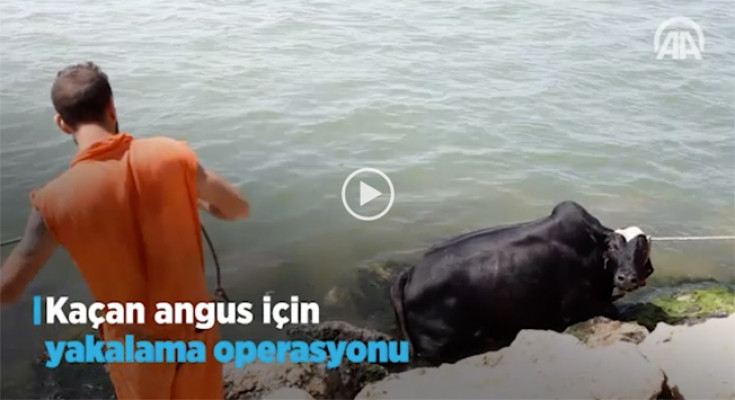 Kaçan angus denize atladı!Kaçan agunsu kurtarma operasyonu nefes kesti video izle