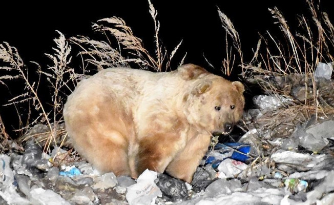 Kış uykusundan uyanan boz ayılar yiyecek bulmak için ilçeye indi