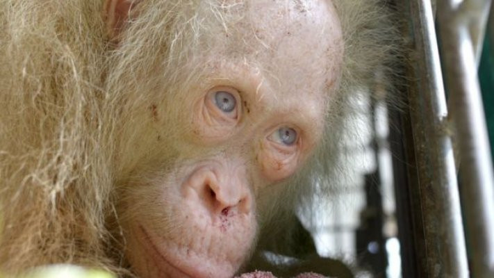 Albino orangutan korumaya alındı