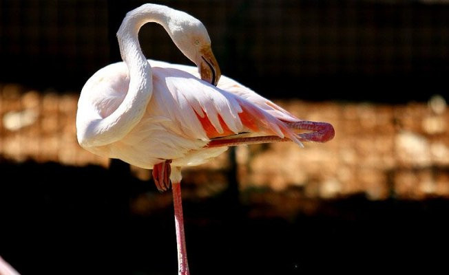 Flamingolar tek ayak üstünde enerjiden tasarruf ediyor