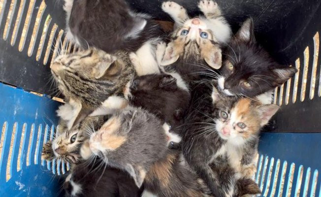 İhbar, 60 yavru kedinin hayatını kurtardı