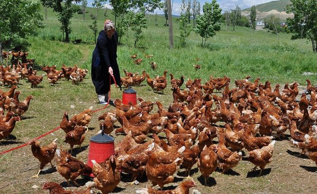Moldovalı gelin Muş'ta tavuk çiftliği kurdu
