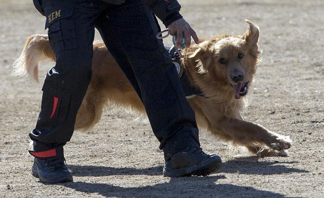 Özel güvenlik görev köpeklerinin zorlu sınavı