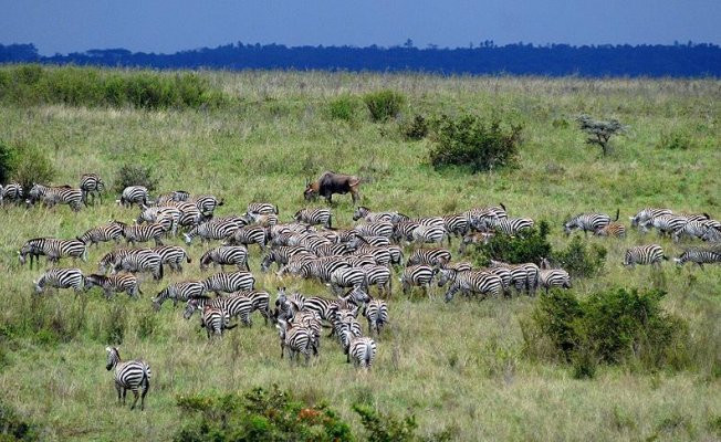 Kenya dünya üzerindeki en büyük 'vahşi göçü' bekliyor
