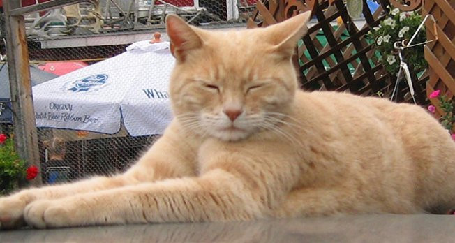Alaska'nın kedi belediye başkanı Stubbs hayatını kaybetti