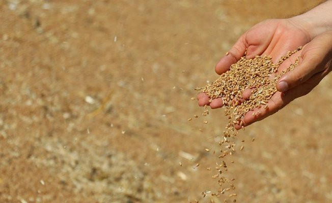 Gümrük vergisi düşünce buğday fiyatı 95 kuruşa geriledi