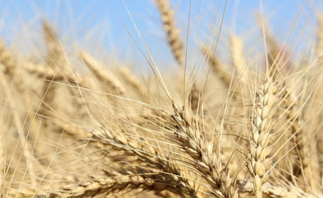 Milli buğdaya 4 yeni çeşit ekleniyor: Meltem, Doruk, Ünsal, Poyraz