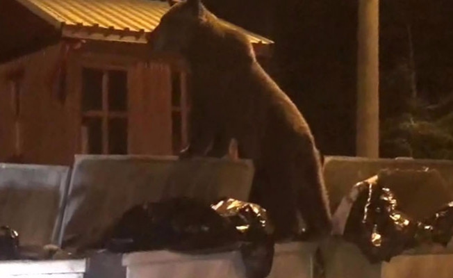 Yavru ayı aç kalınca otel çöpüne dadandı video izle