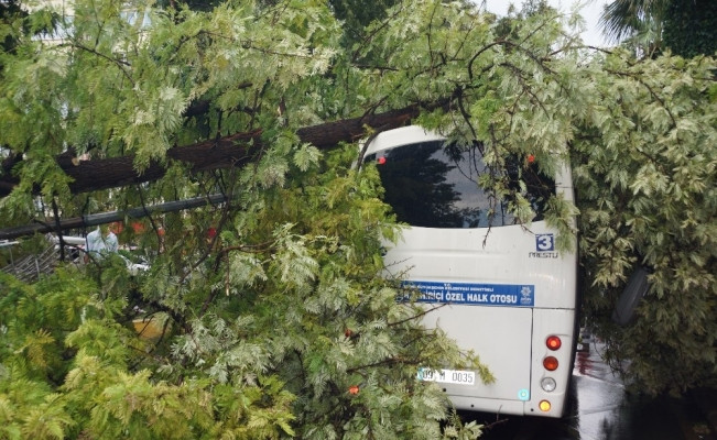 Aydında, ağaç yolcu minibüsünün üstüne devrildi