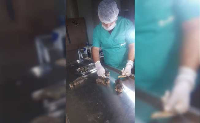 Göbek bağları yapışık olan yavru kediler kurtarıldı