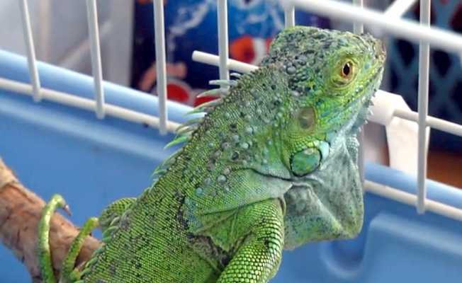 İnşaatta bulunan iguana koruma altına alındı