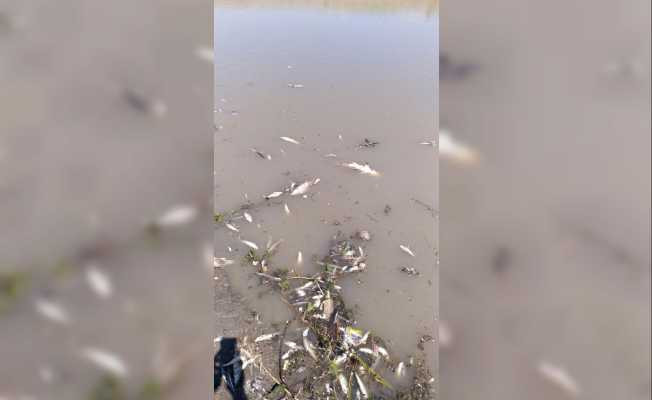 Arpaçay baraj gölünde balık ölümü