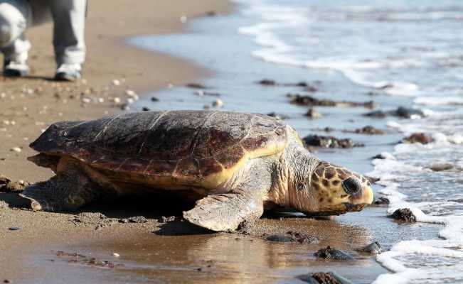 Ergene: “Deniz kaplumbağalarını insanlar saldırganlaştırıyor”