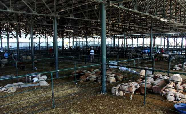 Eskişehir’deki hayvan pazarı eksiklikleriyle büyük tepki çekiyor