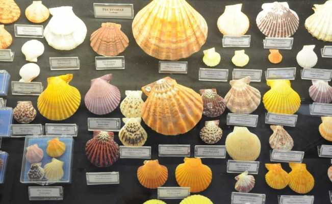 Hasan Güleşçi koleksiyonunu Bodrum Deniz Müzesi’ne bağışladı